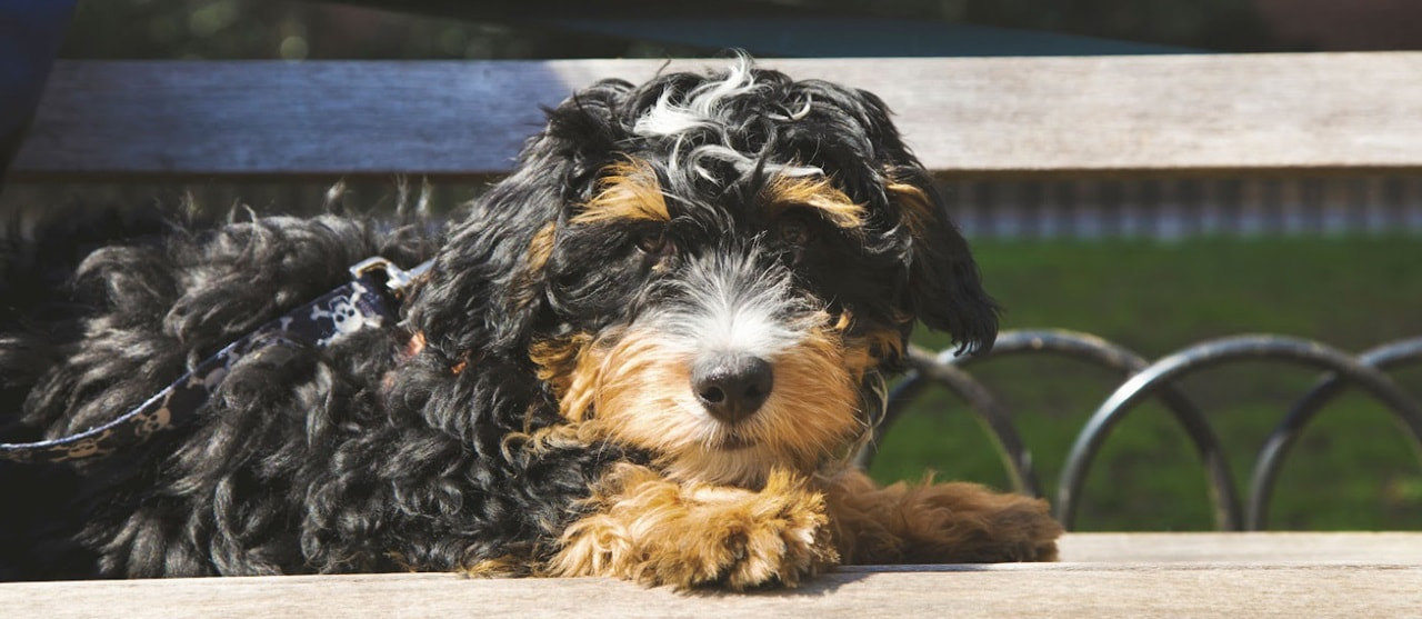 Dog Parks Image 1380X600 Px (1)