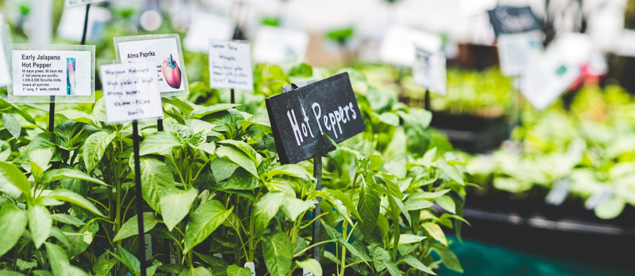 Fresh Market Hot Peppers 1380X600 Px (1) (1)