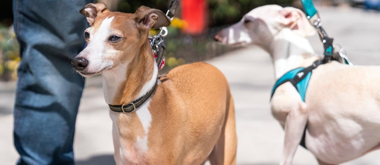 Two dogs on leashes